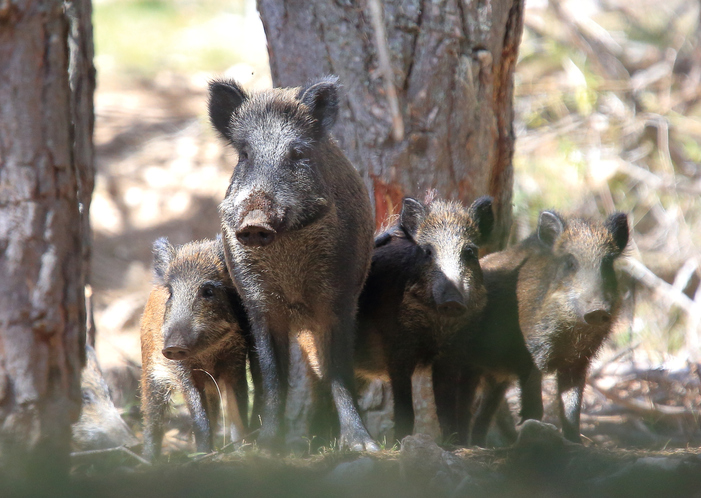 No La Ven, Milei Nos Lleva A Su Chiquero…